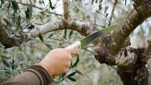 Φθιώτιδα: Έπεσε από την ελιά και τραυματίστηκε σοβαρά