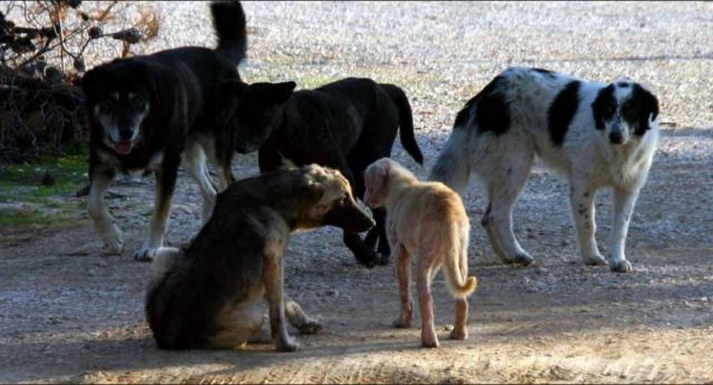 Λαμία: Αδέσποτα επιτέθηκαν σε ζευγάρι με μηχανάκι