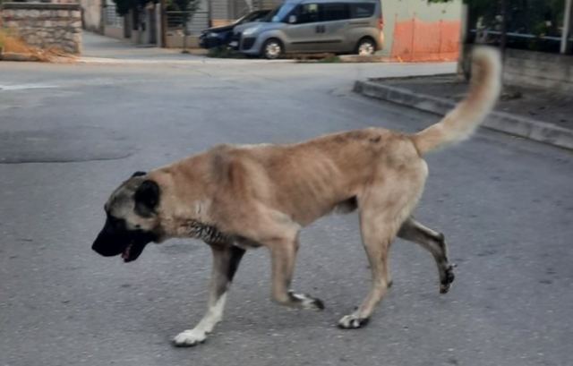 Ένας αγαθός γίγαντας βρέθηκε να περιφέρεται χαμένος στη Λαμία! Μήπως τον ψάχνετε;