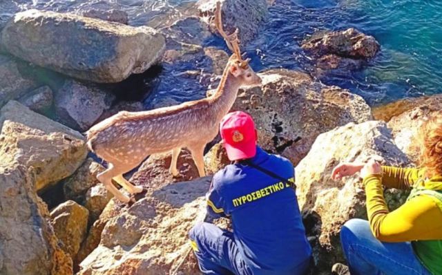 Ελάφι εγκλωβίστηκε σε βράχια στην Καλαμάτα και διασώθηκε από την Πυροσβεστική