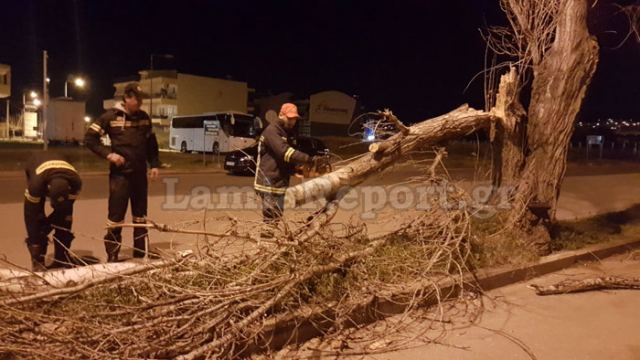 Έριξαν δέντρα και πινακίδες οι αέρηδες και στη Λαμία (ΦΩΤΟ)