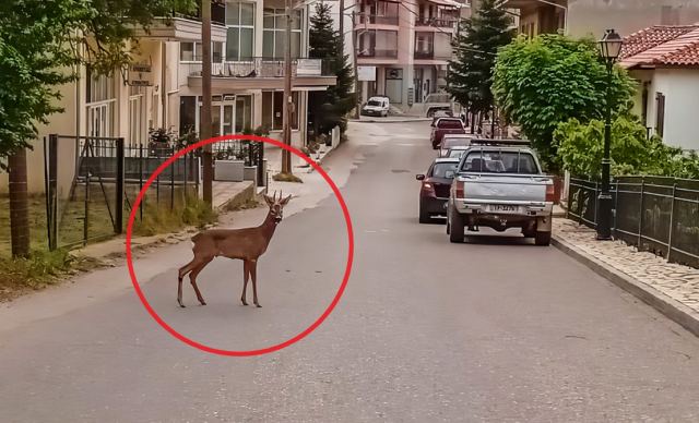 Ένα ζαρκάδι κάνει βόλτες στους δρόμους του Καρπενησίου!