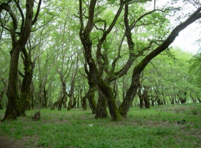 Λαμία: Συναγερμός για φωτιά κοντά στο πλατανόδασος