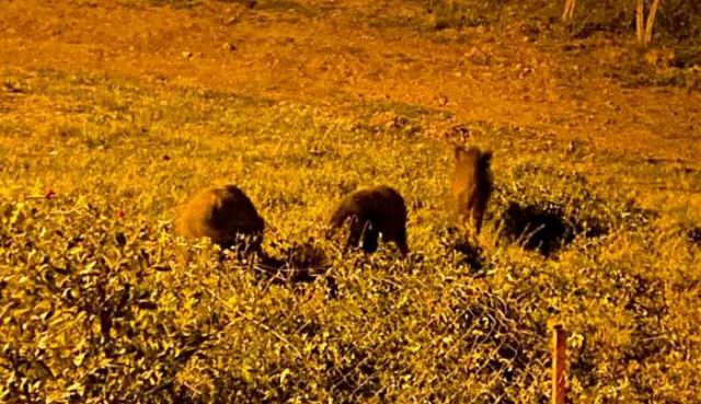 Φθιώτιδα: Αγριογούρουνα ελευθέρας βοσκής! (ΒΙΝΤΕΟ)