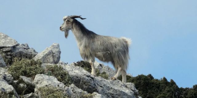 «Χαρίζονται κατσίκες»: Δήμαρχος νησιού δωρίζει γίδες, καθώς είναι εξαπλάσιες των κατοίκων!