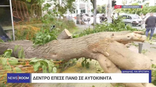 Θεσσαλονίκη: Δέντρο έπεσε πάνω σε αυτοκίνητα στην περιοχή των Δελφών - Κινδύνεψε οδηγός