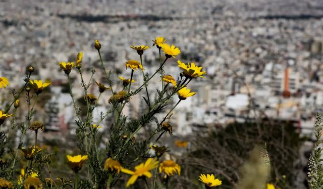 Άνοιξη ξανά: 20άρια από σήμερα έως την Πέμπτη - Ποιες περιοχές θα έχουν τις υψηλότερες θερμοκρασίες