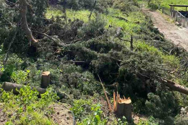 Φθιώτιδα: Κατέστρεψαν τα αλσύλλια για να μην πάρουν φωτιά!