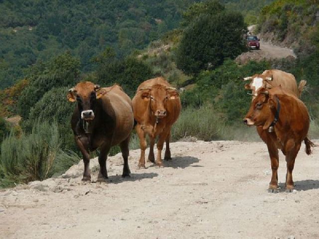 Φθιώτιδα: Παραλίγο φονικό για τα βοσκοτόπια