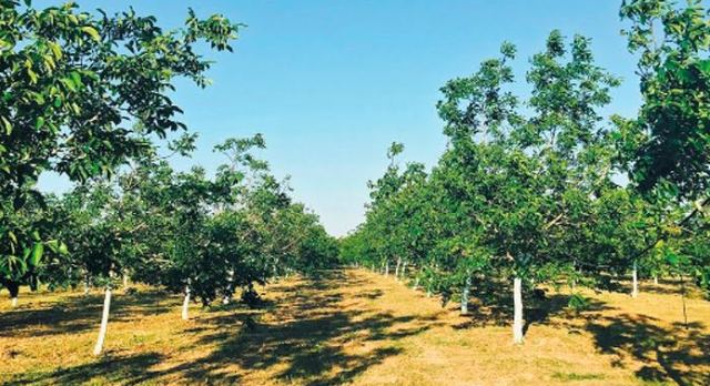 Πωλείται αγροτεμάχιο στο Νέο Κρίκελλο