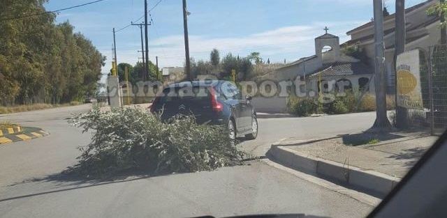 Λαμία: Εσύ πως μεταφέρεις κλαδιά αν δεν έχεις αγροτικό?