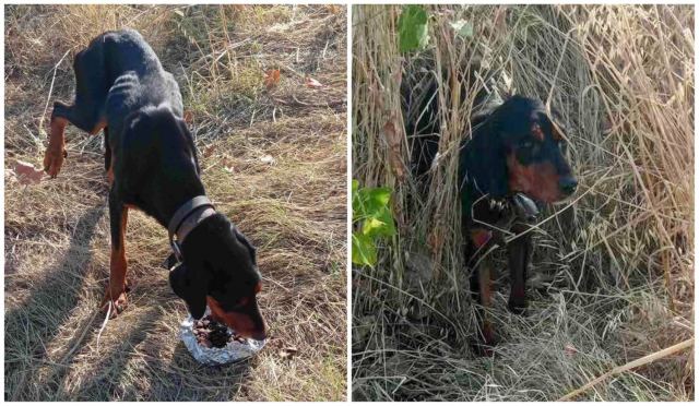 Βρέθηκε κυνηγόσκυλο στον Δήμο Καμένων Βούρλων - Μήπως το ψάχνετε;