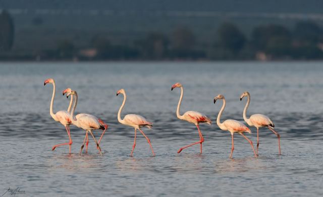 Ένας ροζ παράδεισος στη Φθιώτιδα - Εντυπωσιακές εικόνες!