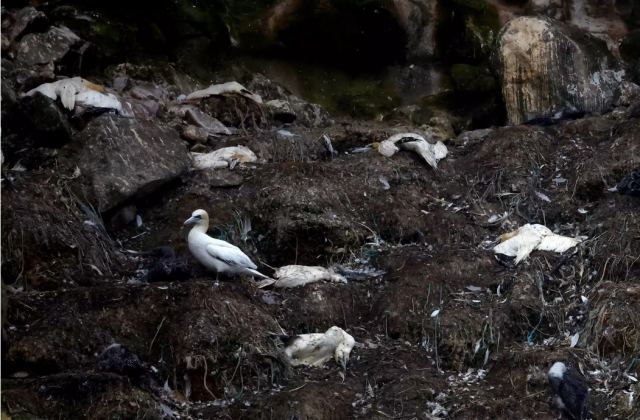 Η πιο καταστροφική γρίπη των πτηνών σαρώνει την Ευρώπη – Σχεδόν 50 εκατομμύρια σφαγές σε 37 χώρες