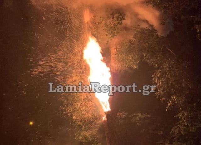 Απίστευτο: Έριξαν δυναμιτάκια και έκαψαν, κατά λάθος, υπεραιωνόβιο πλάτανο - ΒΙΝΤΕΟ