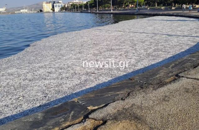 Χάθηκε η θάλασσα από τα νεκρά ψάρια στο Βόλο (ΦΩΤΟ)