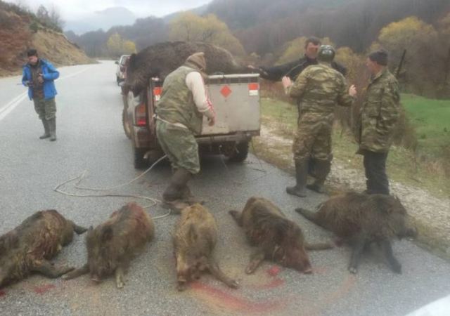 Κυνηγοί κατηγορούνται για βασανισμό αγριογούρουνου (Συγκλονιστικό βίντεο)