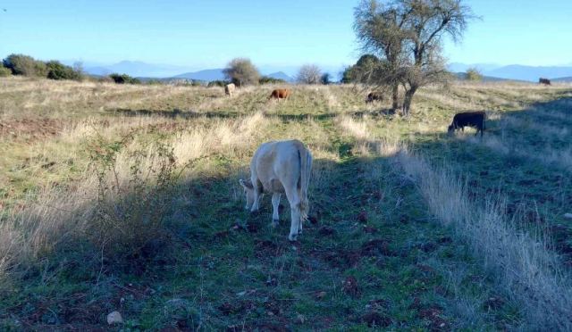 Στυλίδα: «Μας καταστρέφουν τις καλλιέργειες»