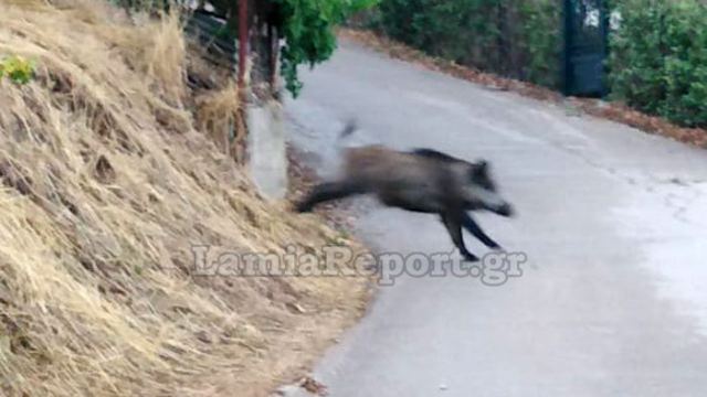 Απίστευτα βίντεο: Κοπάδι από 18 αγριογούρουνα & αγριογούρουνο - θηρίο μέσα στις αυλές!