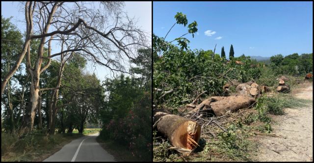 Επικίνδυνα πλατάνια στη Ροδωνιά...