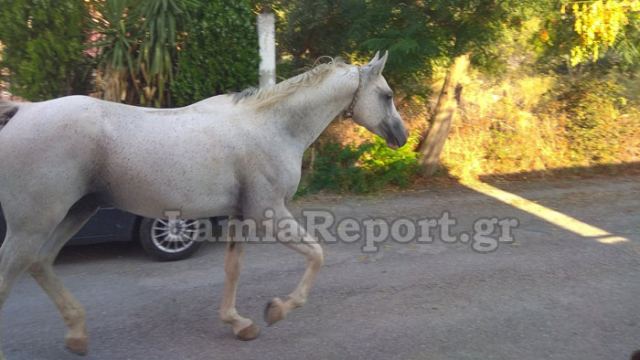 Λαμία: Μετά τον ταύρο, βγήκαν βόλτα και τα άλογα στην πόλη!