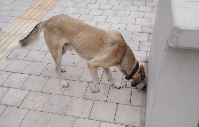 Μήπως ψάχνετε αυτόν το σκυλάκο?