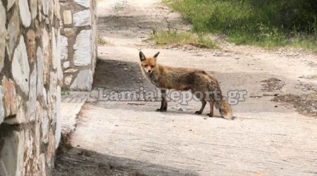 Γλύφα: Έρχεται καθημερινά για φαγητό - ΒΙΝΤΕΟ