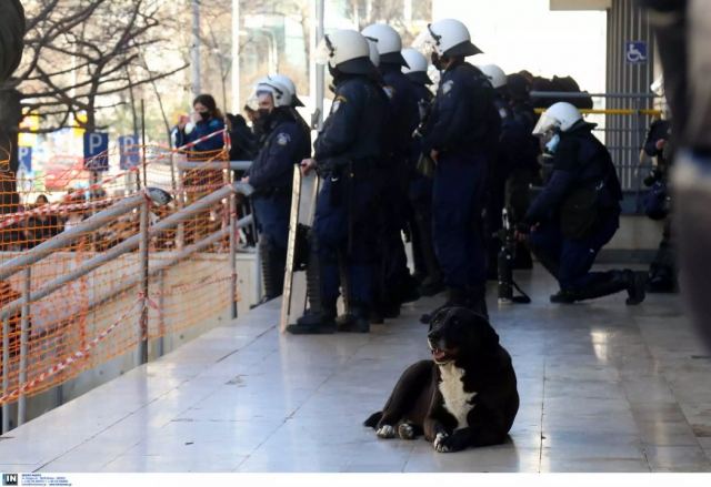 Η ΕΛΑΣ εκπαιδεύεται υποχρεωτικά, για πρώτη φορά, στα δικαιώματα των ζώων