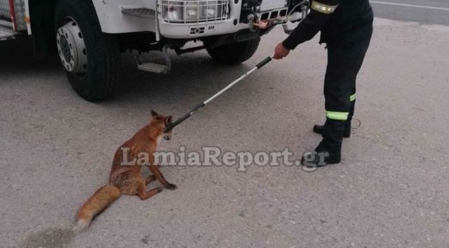 Φθιώτιδα: Περιπέτεια για αλεπού που ταξίδευε με το ΚΤΕΛ - ΒΙΝΤΕΟ