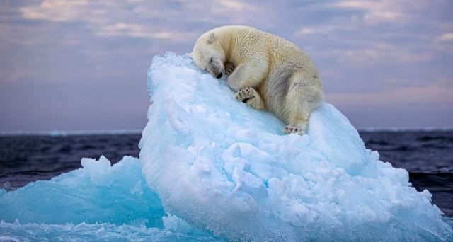 Η φωτογραφία που κέρδισε το βραβείο Wildlife Photographer of the Year