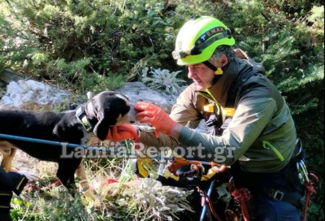 Κυνηγόσκυλο έπεσε σε βάραθρο - Το έσωσαν άνδρες της 7ης ΕΜΑΚ - ΦΩΤΟ