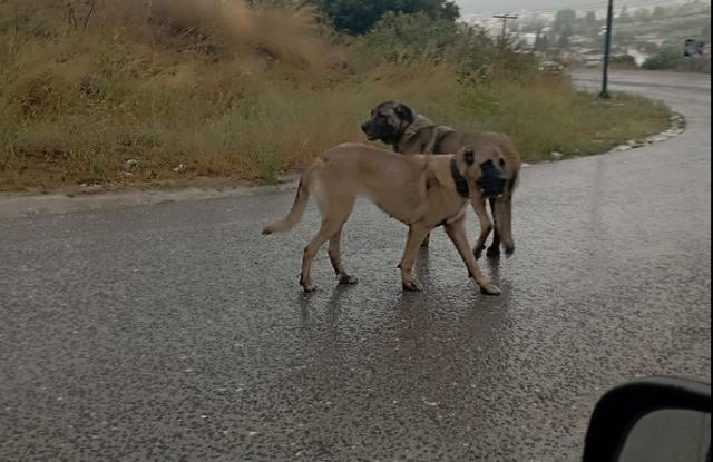 Αναζητά κάποιος τα σκυλιά της φωτογραφίας;