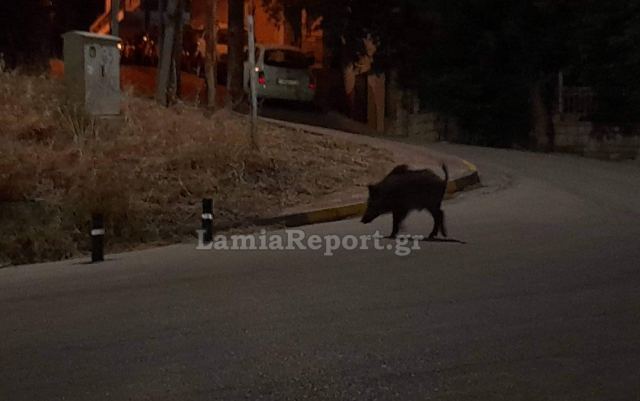 Περιπολίες από τον Κυνηγετικό Σύλλογο Λαμίας για τα αγριογούρουνα