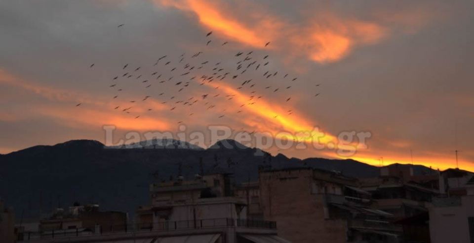 Λαμία: Σμήνος πουλιών 