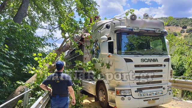 Φθιώτιδα: Πλάτανος έπεσε σε φορτηγό  - Δείτε εικόνες