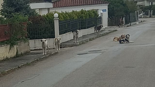 Εικόνα από τον κεντρικό δρόμο του Μώλου