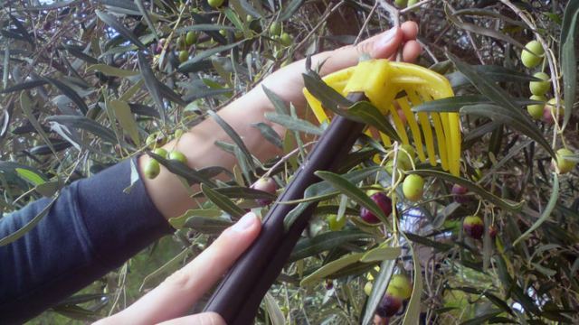 Από σήμερα δολωματικοί ψεκασμοί από Καμένα Βούρλα έως Γλύφα