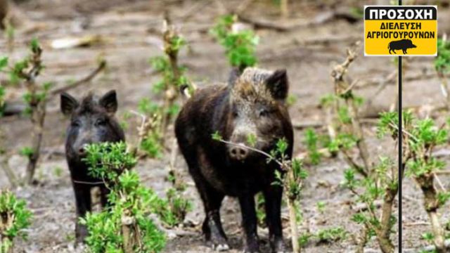 Φωνή διαμαρτυρίας από το Δήμο Μακρακώμης για τις καταστροφές από αγριόχοιρους