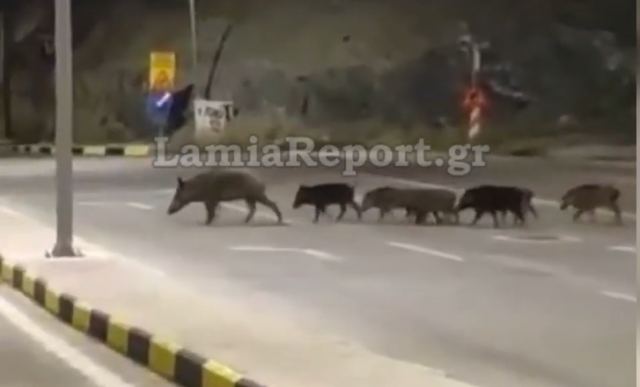 Λαμία: 14μελής οικογένεια αγριογούρουνων έκανε βόλτα στην πόλη - ΒΙΝΤΕΟ