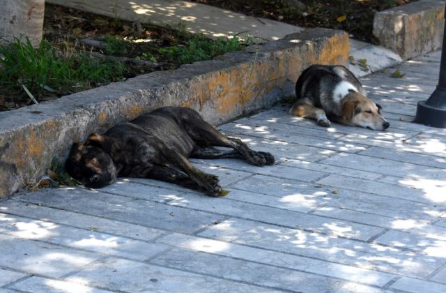 Παγκόσμια Ημέρα Αδέσποτων Ζώων- Ημέρα προβληματισμού για τις συνθήκες στην Ελλάδα