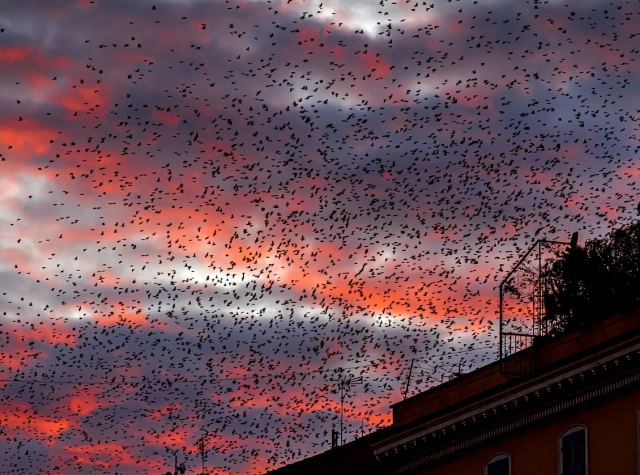 Τα ψαρόνια της Ρώμης στο συγχρονισμένο «χορό» τους προκαλούν δέος - Και χάος