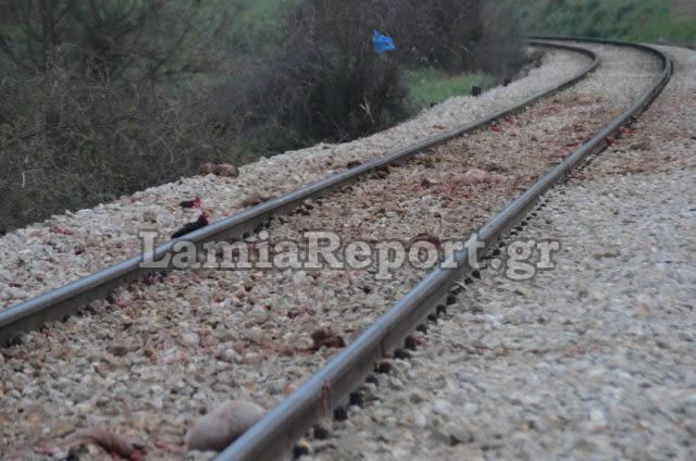 Το τρένο διαμέλισε βοσκό και πρόβατα - Ο μηχανοδηγός έπαθε σοκ και εξαφανίστηκε