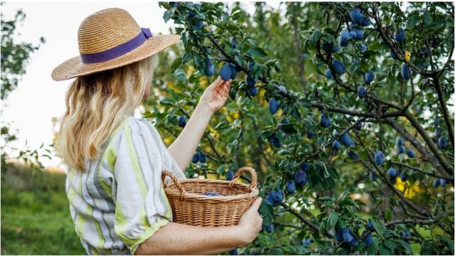 Το αποξηραμένο φρούτο που «κάνει θαύματα» στις 55αρες – Δείτε γιατί