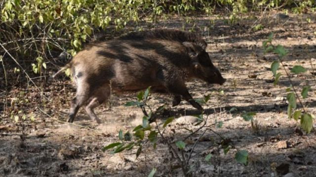 Φθιώτιδα: Χτυπημένο αγριογούρουνο επιτέθηκε σε νεαρό κυνηγό