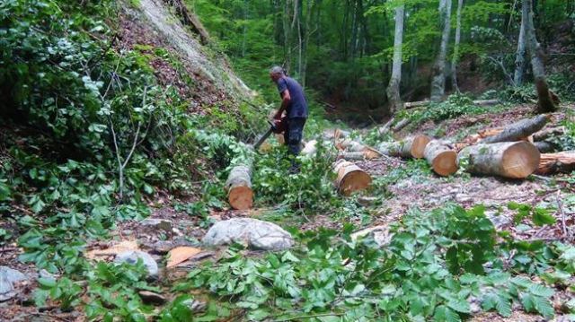 Φθιώτιδα: Πως θα γίνει η εκπαίδευση των νέων Δασεργατών