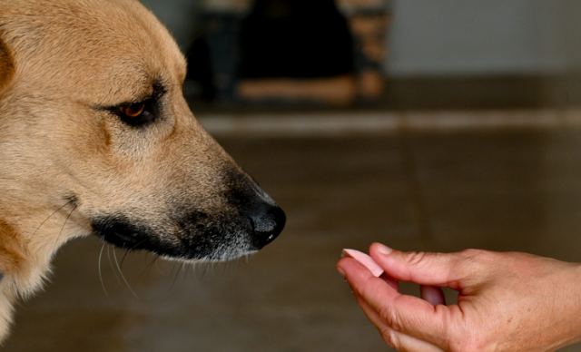 Η Ελλάδα αποκτά Εθνικό Μητρώο Ζώων Συντροφιάς – Σε λειτουργία η πλατφόρμα pet.gov.gr