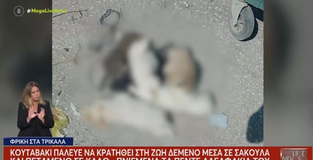 Έριξαν στα σκουπίδια έξι κουτάβια - Σώθηκε το ένα - ΒΙΝΤΕΟ