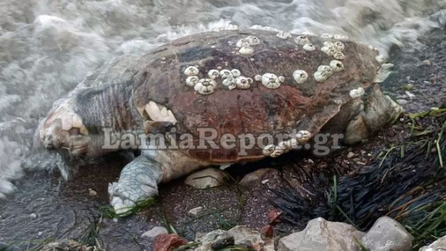 Νεκρή χελώνα στην παραλία της Αγίας Μαρίνας